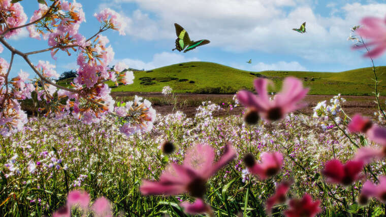 Welcome Spring